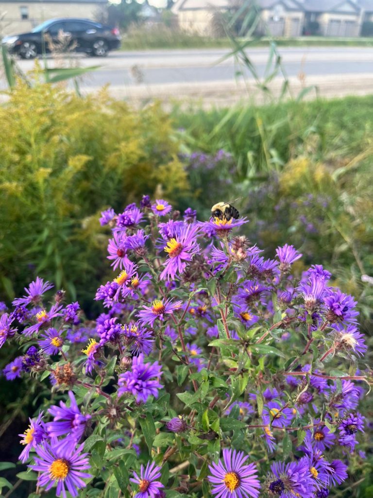 Picture of purple flowers and a bee