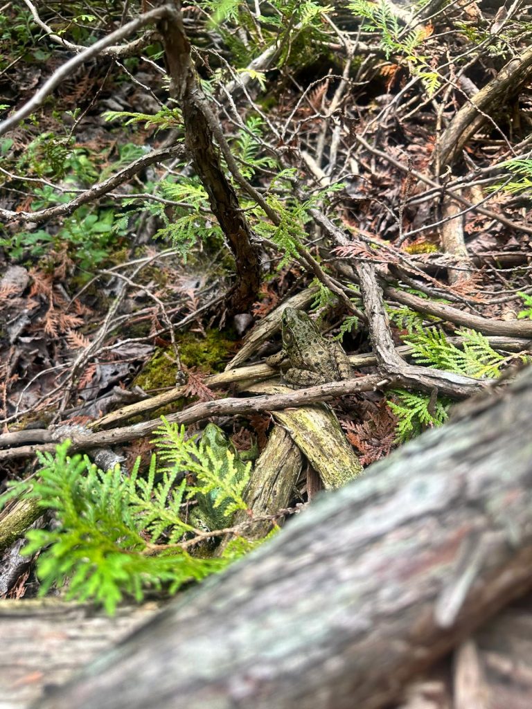 camouflaged frog